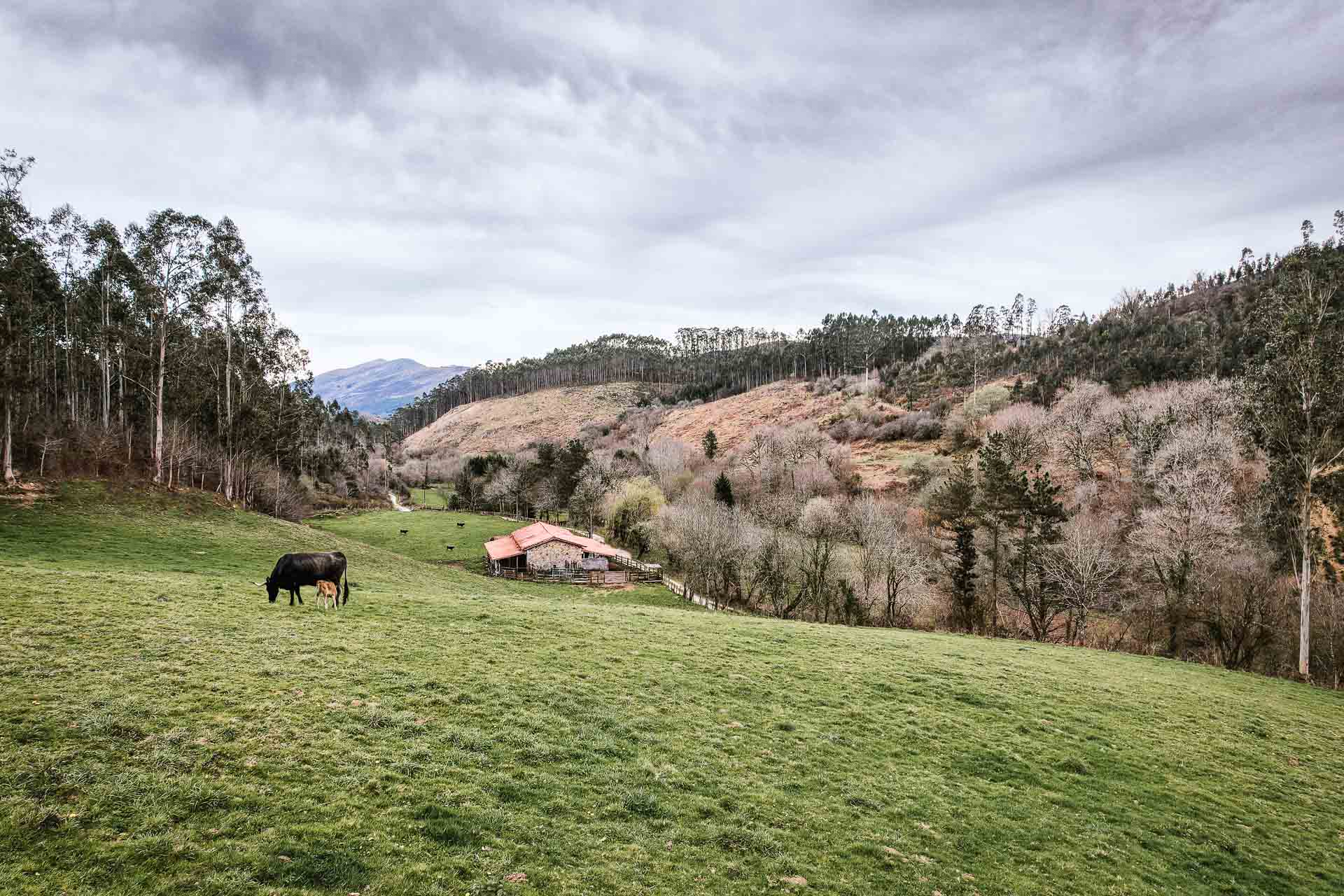 Paisaje de verdes prados con vacas tudancas pastando.
