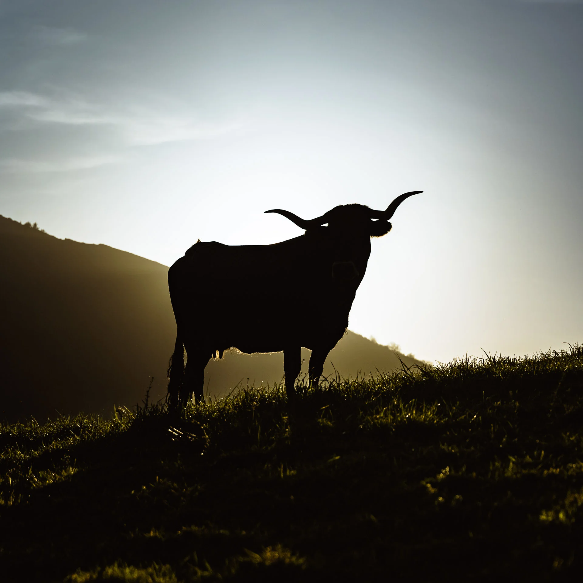 La silueta de una vaca tudanca al atardecer en Cantabria.